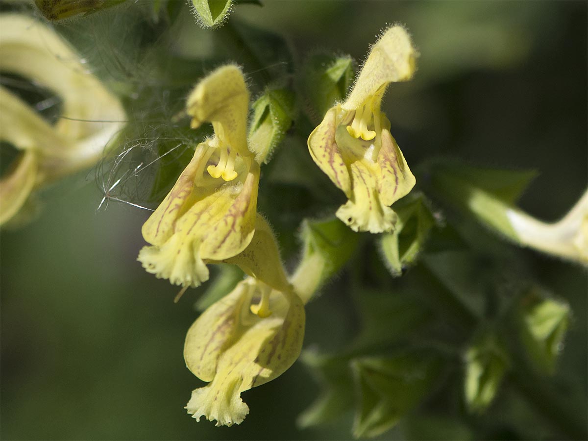 Salvia glutinosa